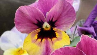 Thumbnail of post image 169