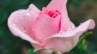 Thumbnail of post image 081