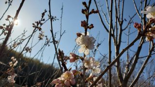 Thumbnail of post image 149