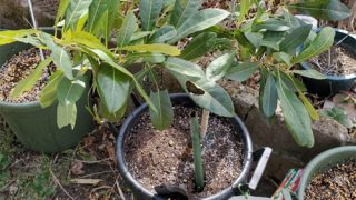 Thumbnail of post image 062